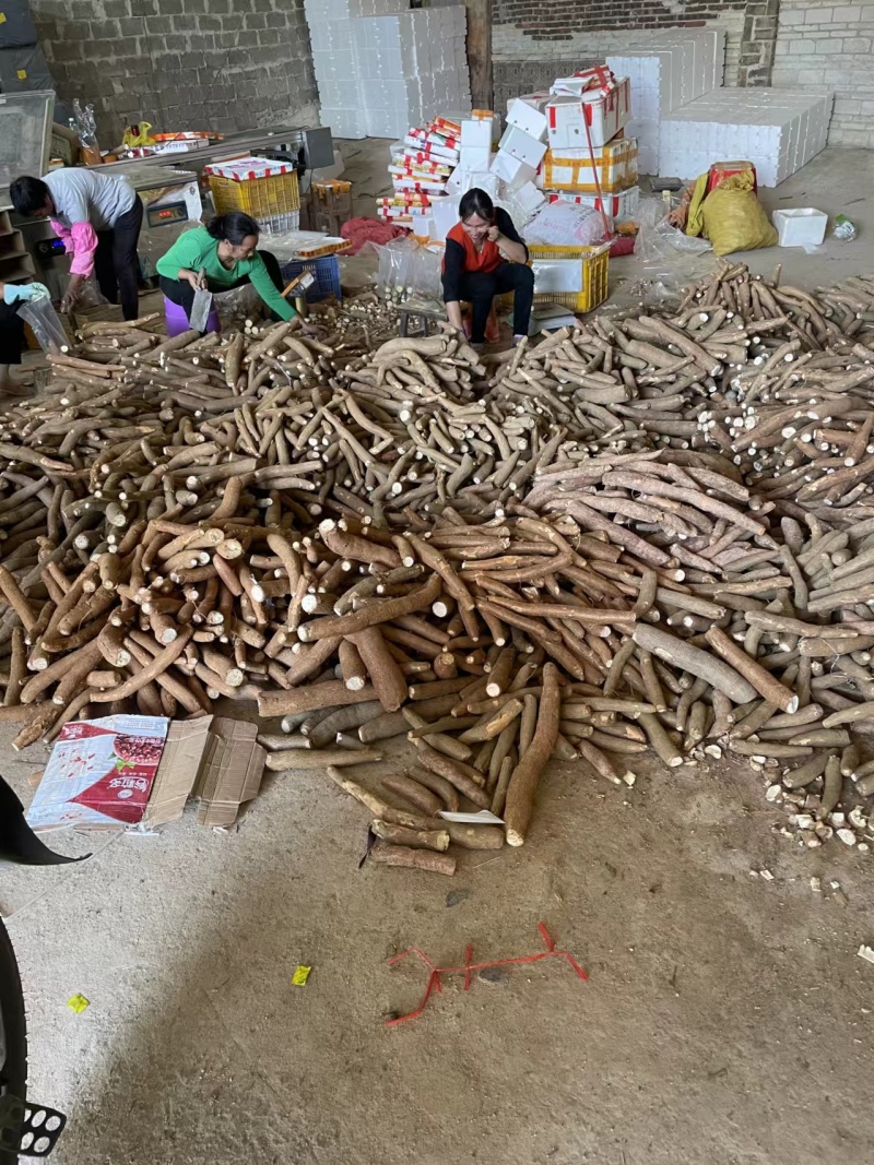 广西特产面包木薯新鲜现挖红皮白肉木薯批发