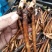 【芍药花】航天芍药苗庭院盆栽芍药苗易活带根发欢迎