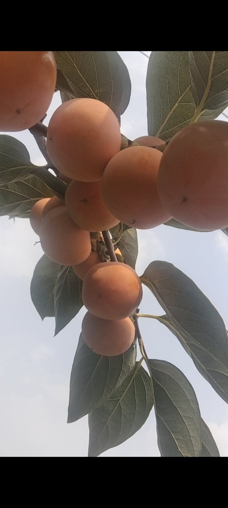 柿子火火葫芦山西运城火葫芦柿子火晶软柿子