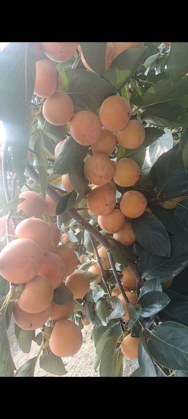 柿子火火葫芦山西运城火葫芦柿子火晶软柿子