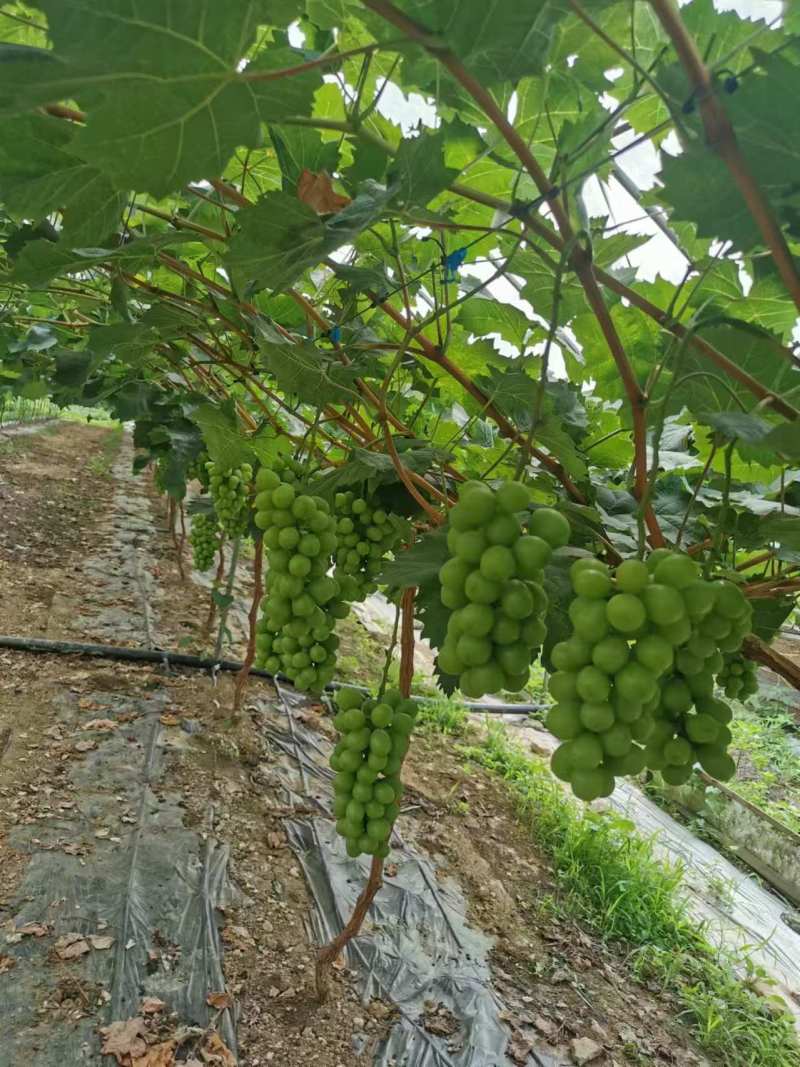 阳光玫瑰葡萄树