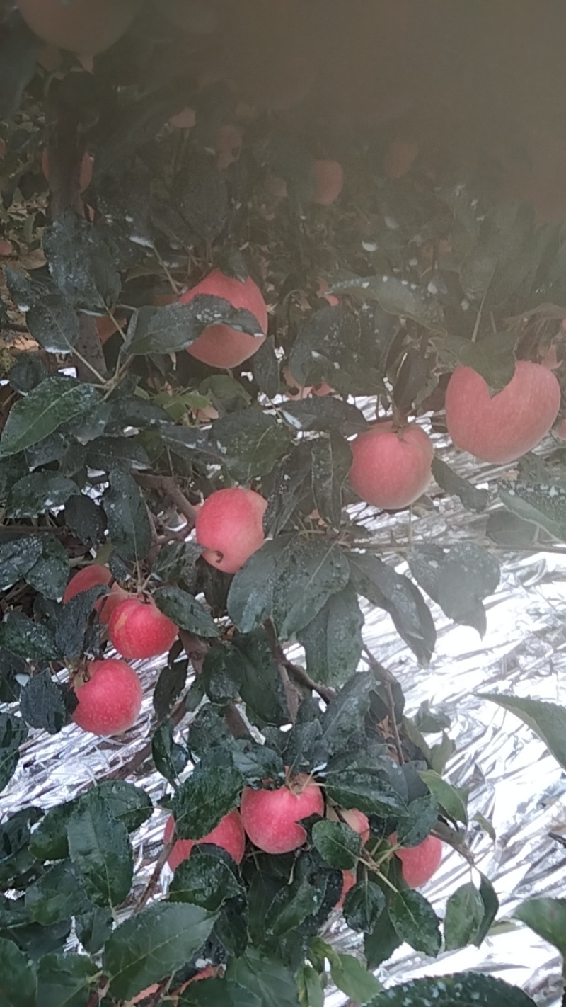 洛川县新鲜苹果，产地直供，品质保证欢迎长期合作