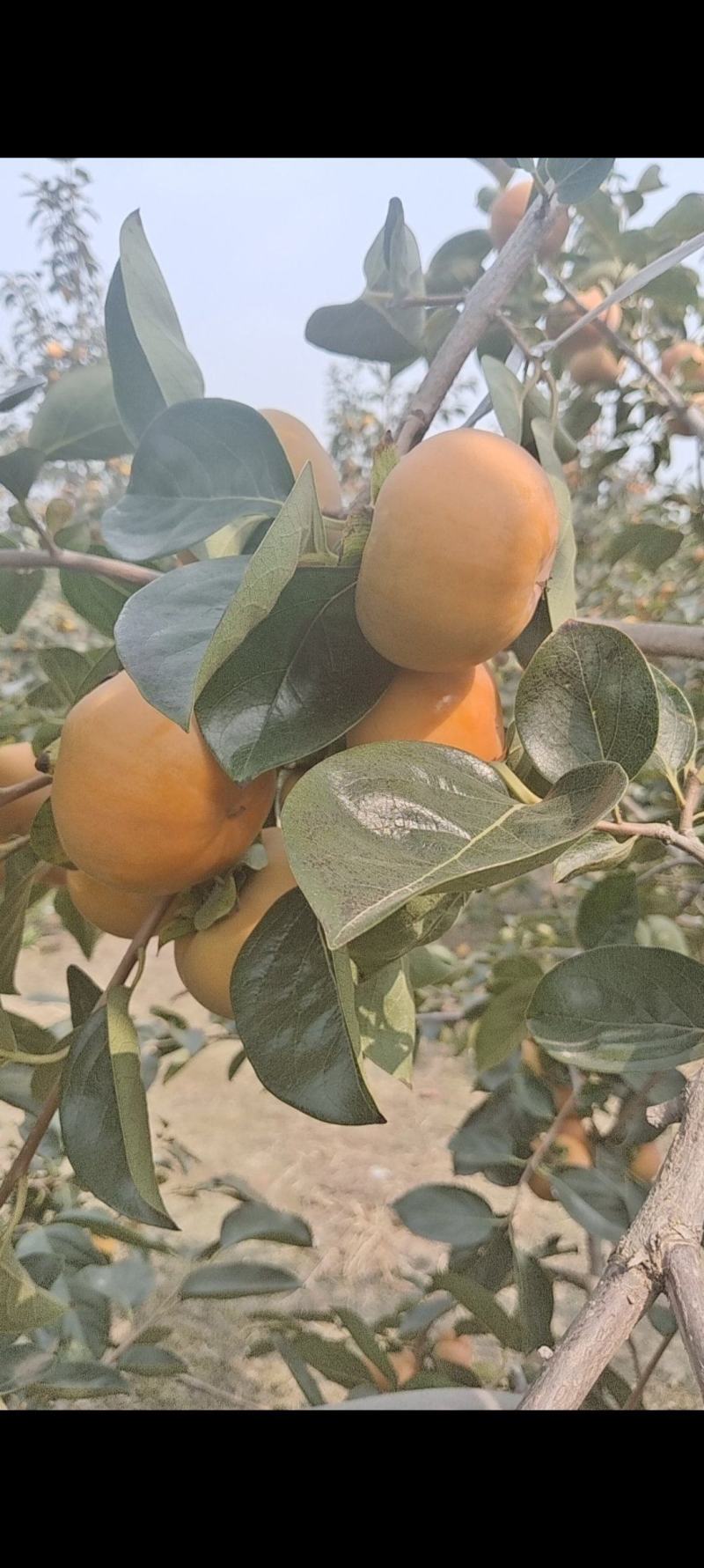 阳丰脆甜柿子山西运城当季水果巧克力脆柿子