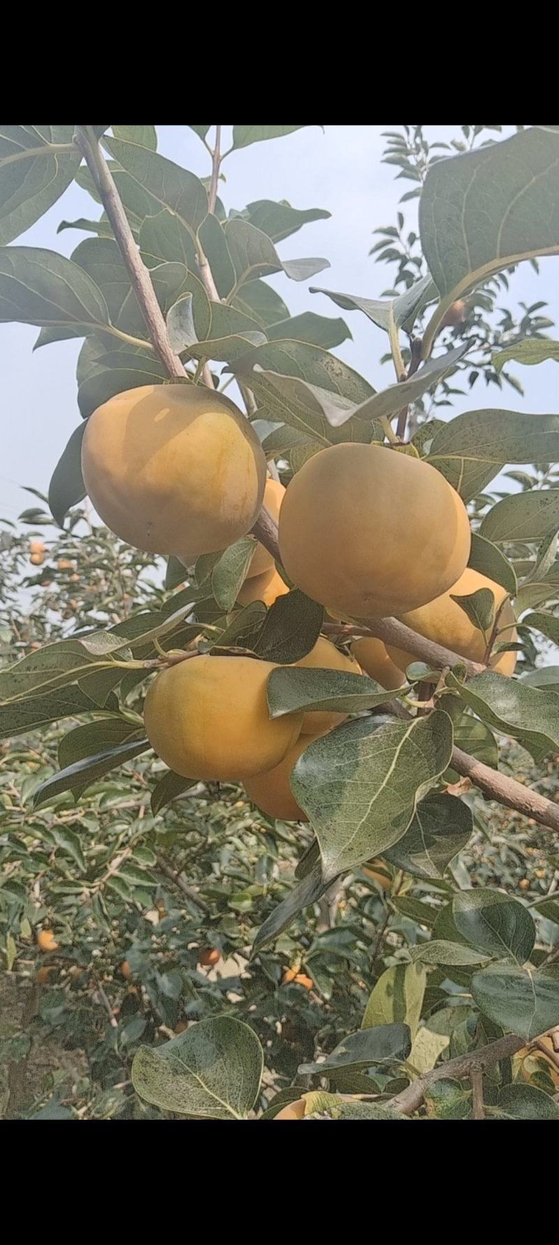 阳丰脆甜柿子山西运城当季水果巧克力脆柿子