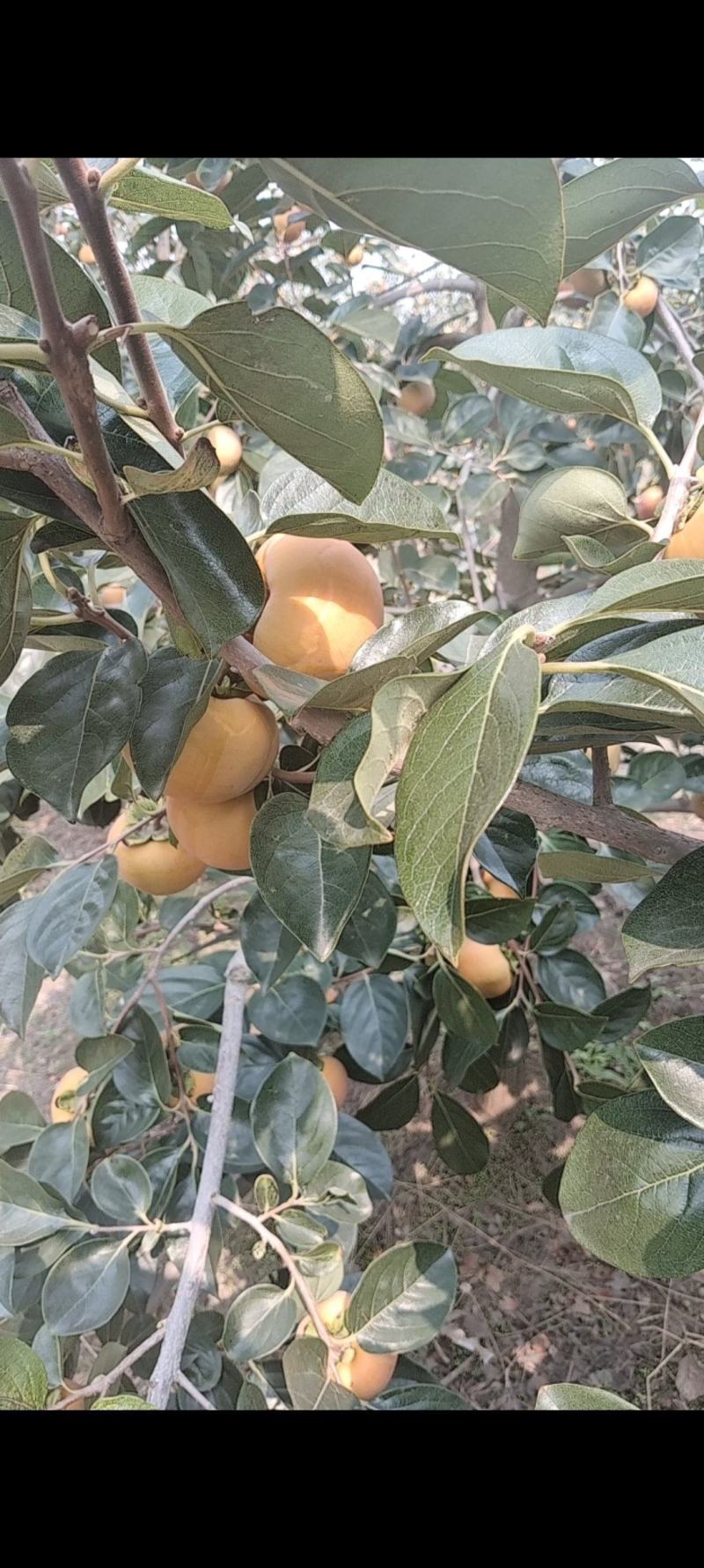 阳丰脆甜柿子山西运城当季水果巧克力脆柿子