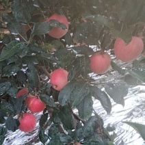洛川县新鲜苹果，产地直供，品质保证欢迎长期合作