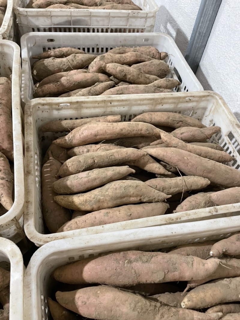 大量出售燕薯西瓜红有需要的联系