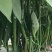 辣椒种子同乐黑线椒青红两用椒条顺直光泽度好辣味强