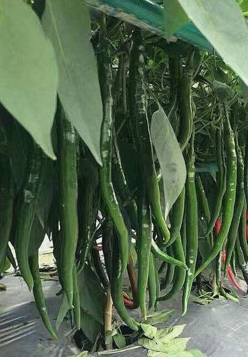 辣椒种子同乐黑线椒青红两用椒条顺直光泽度好辣味强