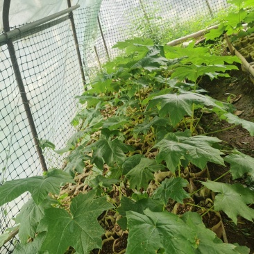 通草苗营养杯营养钵大通草营养袋苗