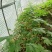 通草苗营养杯营养钵大通草营养袋苗