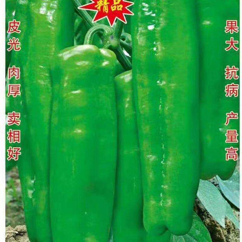 辣椒种子超前大椒大果型皮光肉厚卖相好抗病毒产量高