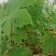 通草苗营养杯营养钵大通草营养袋苗