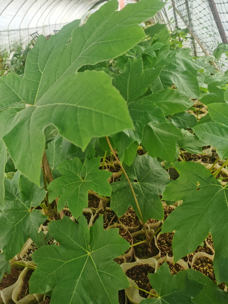 通草苗营养杯营养钵大通草营养袋苗
