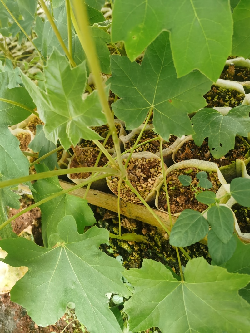 通草苗营养杯营养钵大通草营养袋苗