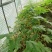 通草苗营养杯营养钵大通草营养袋苗