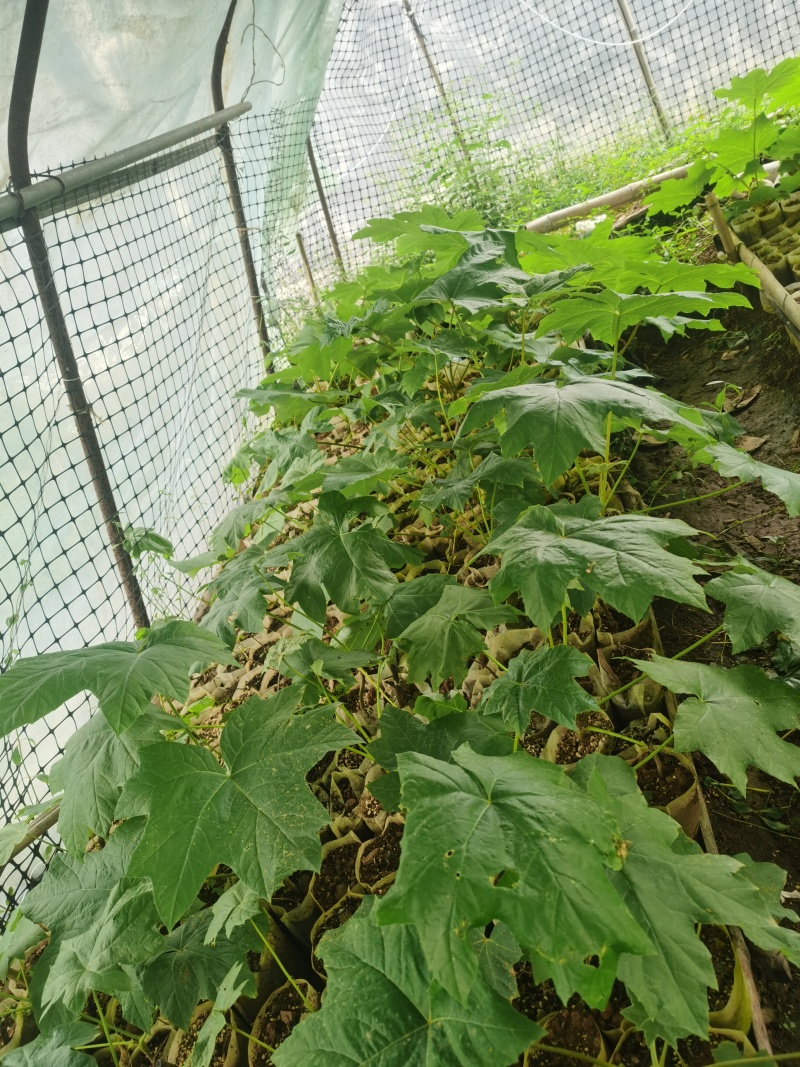通草苗营养杯营养钵大通草营养袋苗