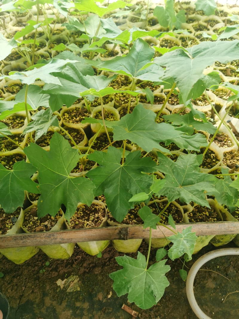 通草苗营养杯营养钵大通草营养袋苗