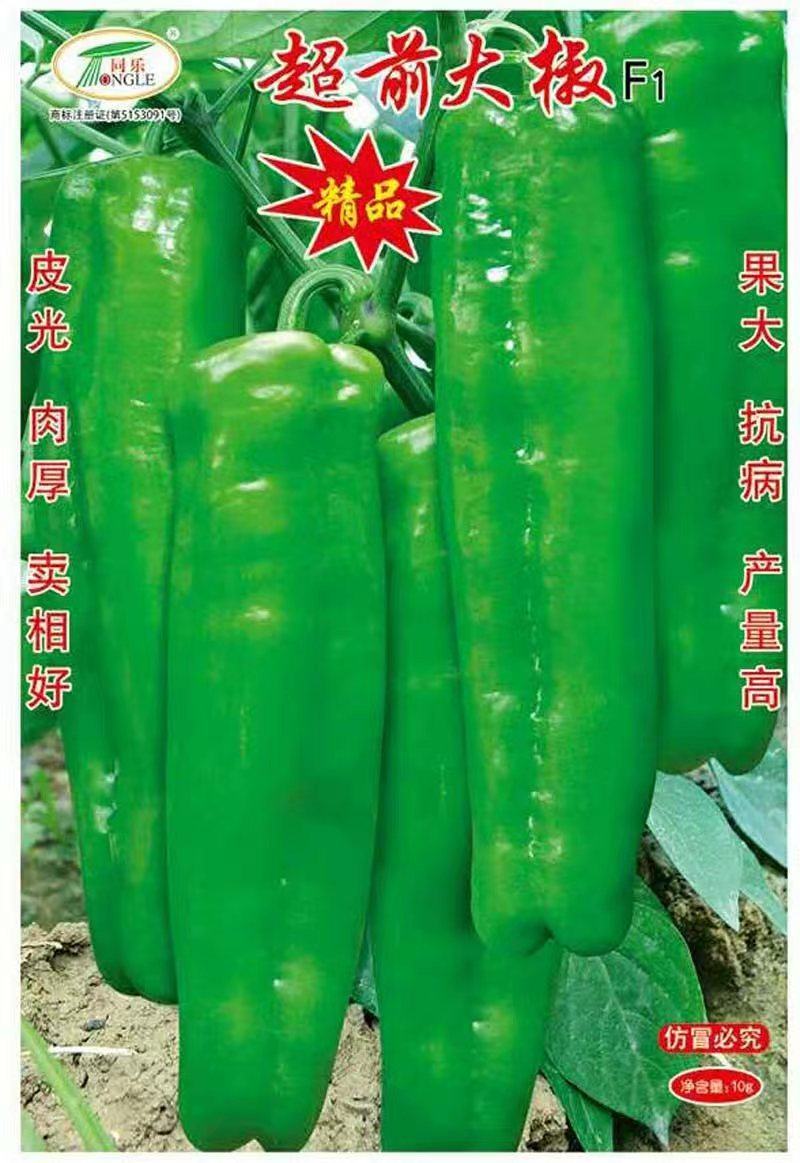 辣椒种子超前大椒大果型皮光肉厚卖相好抗病毒产量高