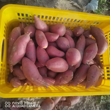 库尔勒市西瓜红红薯