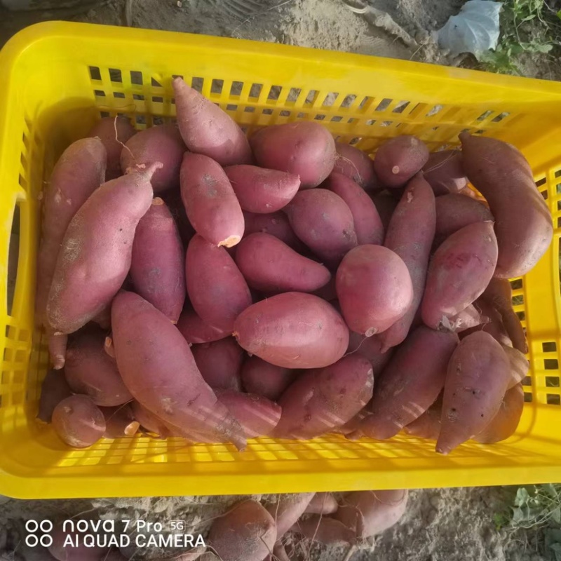 库尔勒市西瓜红红薯