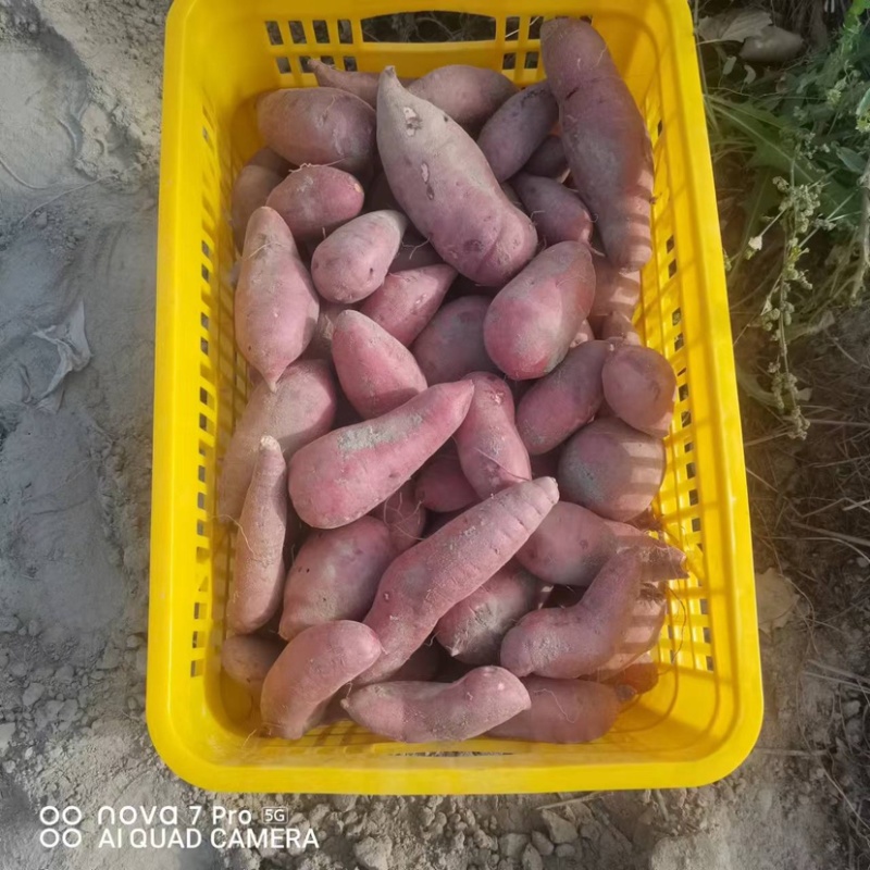 库尔勒市西瓜红红薯