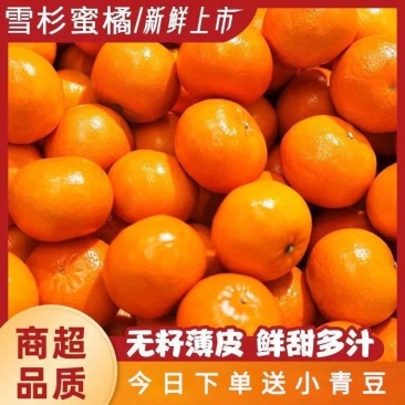 包邮【爆甜雪杉小蜜橘】现摘鲜甜无核薄皮红柑橘冰糖桔子新鲜