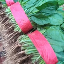 大叶菠菜货源充足供货稳定欢迎长期合作
