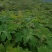 通草苗营养杯营养钵大通草营养袋苗