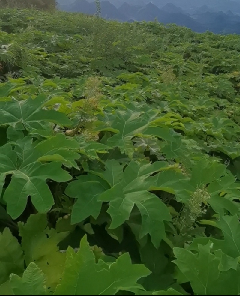 通草苗营养杯营养钵大通草营养袋苗