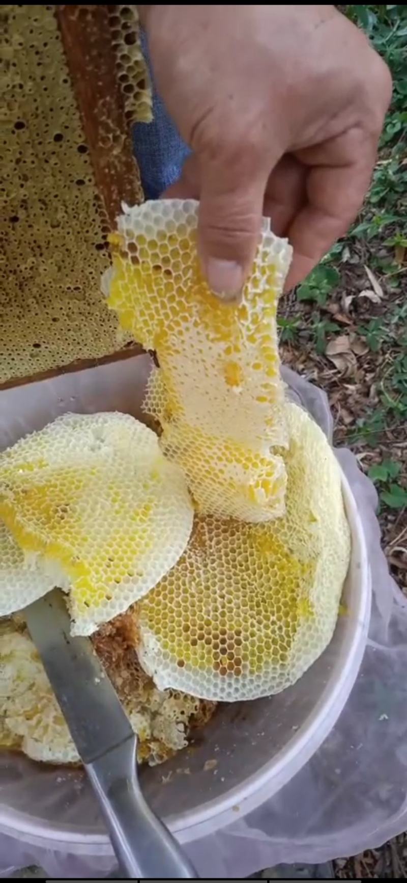 【推荐】土蜂蜜波美度42以上自产自销蜂蜜质量保证