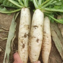白萝卜货源充足，万亩基地