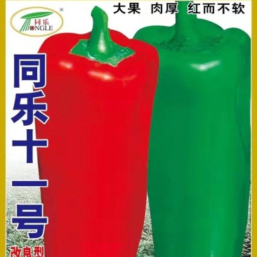 辣椒种子同乐十一号改良牛角椒大果肉厚红而不软产量高