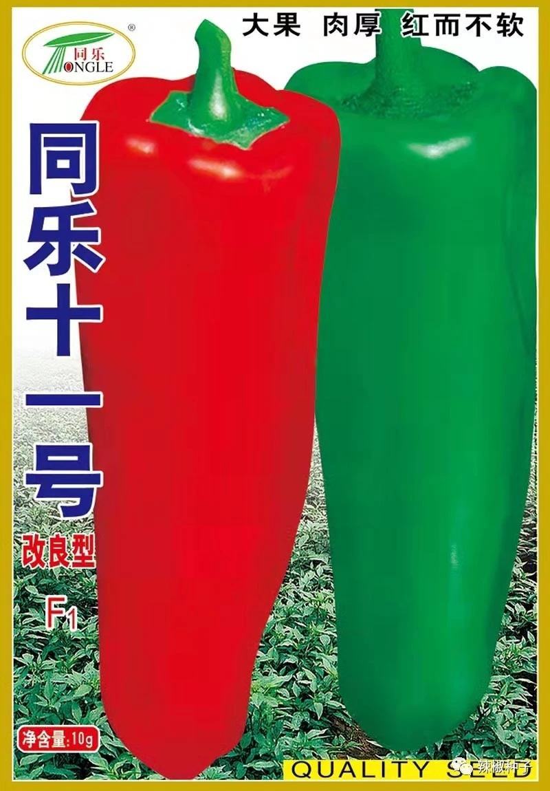 辣椒种子同乐十一号改良牛角椒大果肉厚红而不软产量高