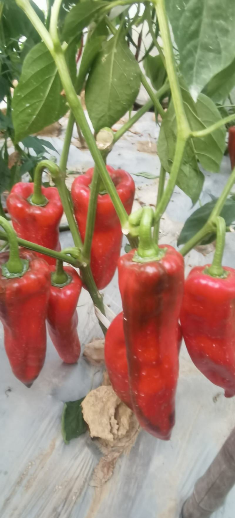 辣椒种子同乐十一号改良牛角椒大果肉厚红而不软产量高