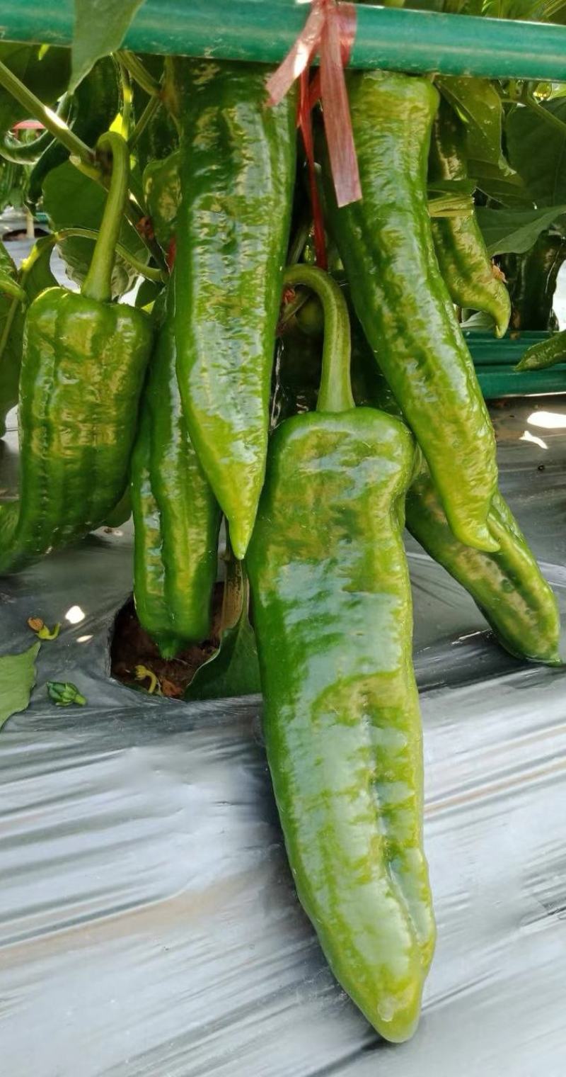 辣椒种子同乐十一号改良牛角椒大果肉厚红而不软产量高