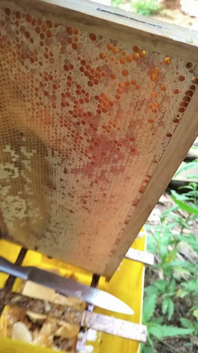 湖南土蜂蜜高山密农户自产自销品质保障欢迎量大批发