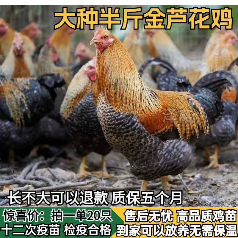 【推荐诚信商家】芦花鸡苗包运输成活厂家直销货到满意付款