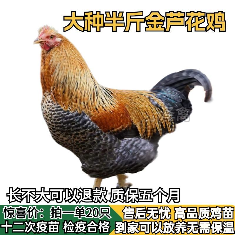 【推荐诚信商家】芦花鸡苗包运输成活厂家直销货到满意付款