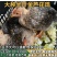 【推荐诚信商家】芦花鸡苗包运输成活厂家直销货到满意付款