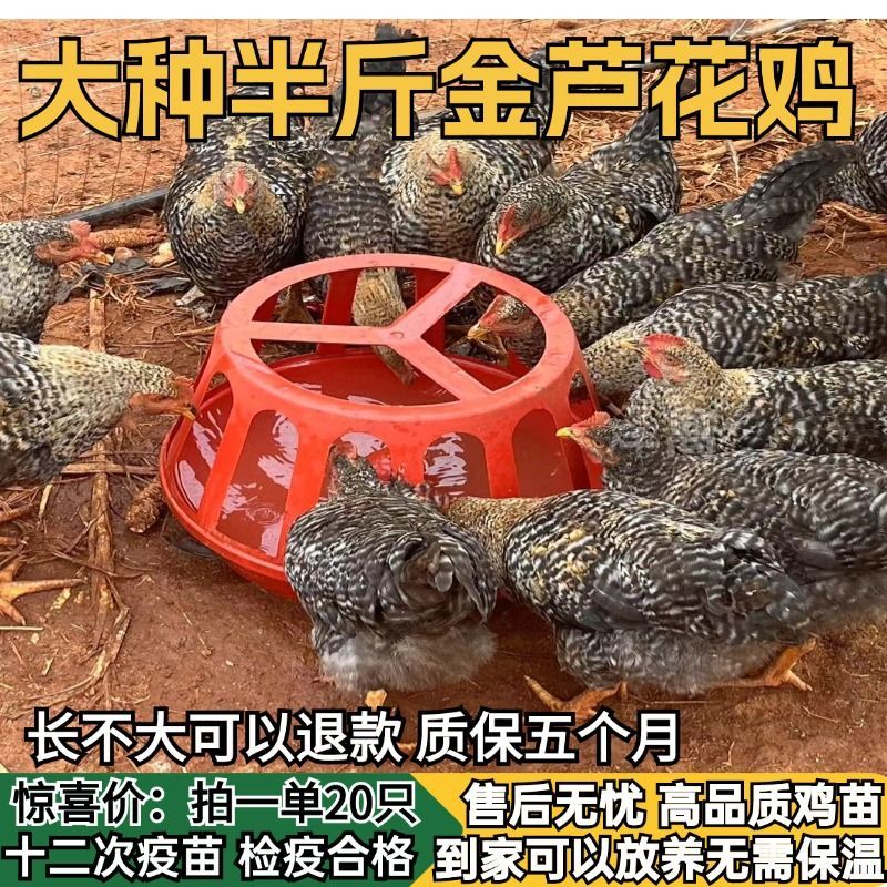 【推荐诚信商家】芦花鸡苗包运输成活厂家直销货到满意付款
