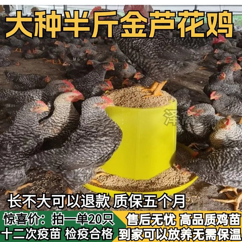 【推荐诚信商家】芦花鸡苗包运输成活厂家直销货到满意付款