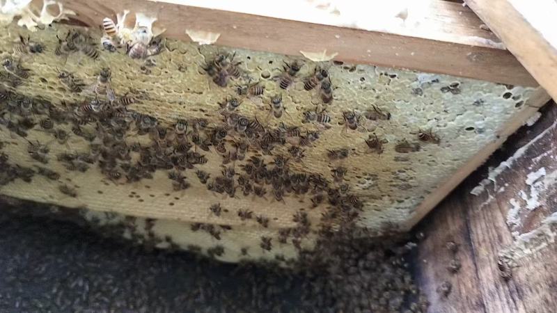 农家土蜂蜜深山蜂蜜农户自产自销保质保量欢迎咨询