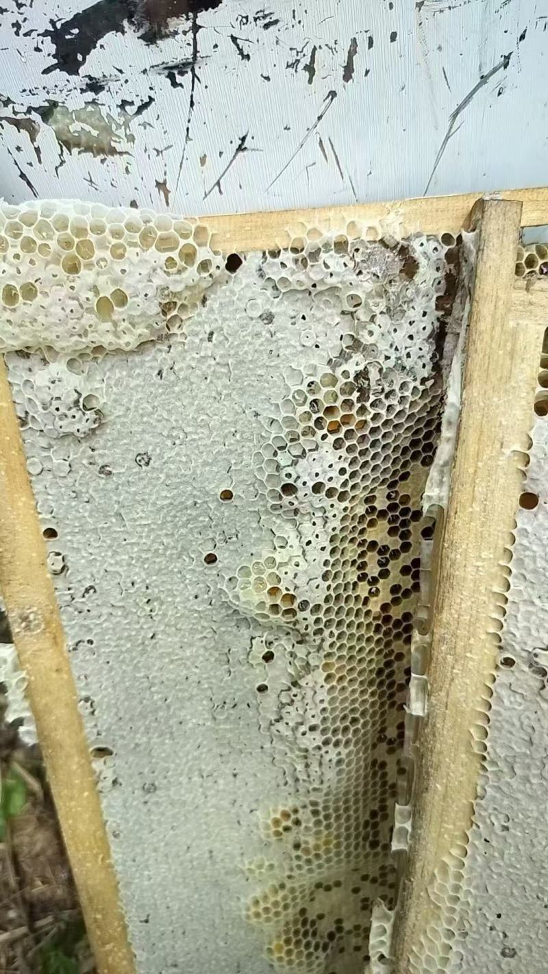 农家土蜂蜜深山蜂蜜农户自产自销保质保量欢迎咨询