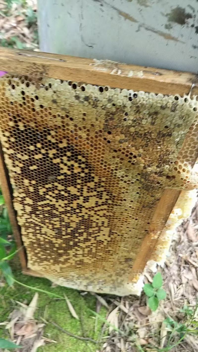 农家土蜂蜜深山蜂蜜农户自产自销保质保量欢迎咨询