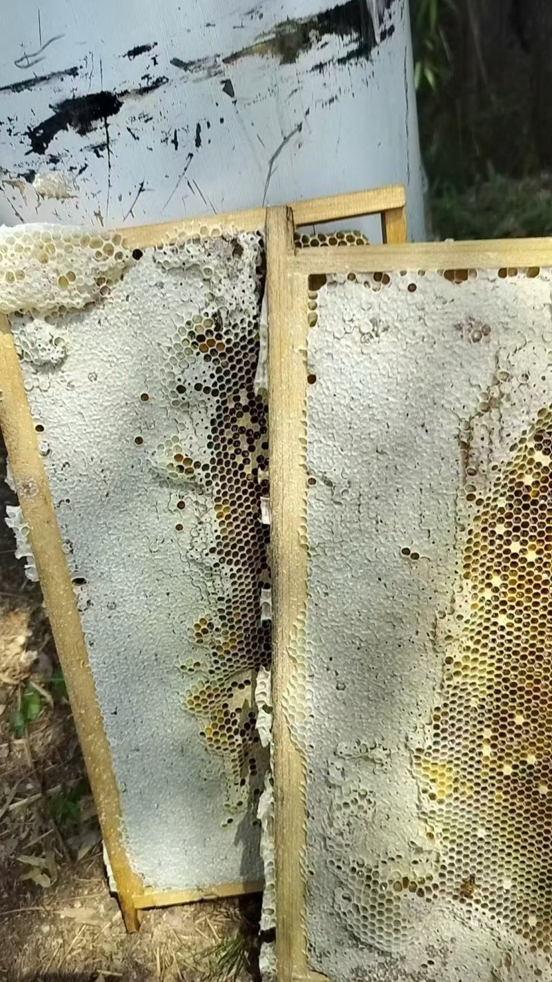 农家土蜂蜜深山蜂蜜农户自产自销保质保量欢迎咨询