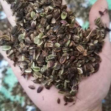 独活种子质量可以保证价格合适