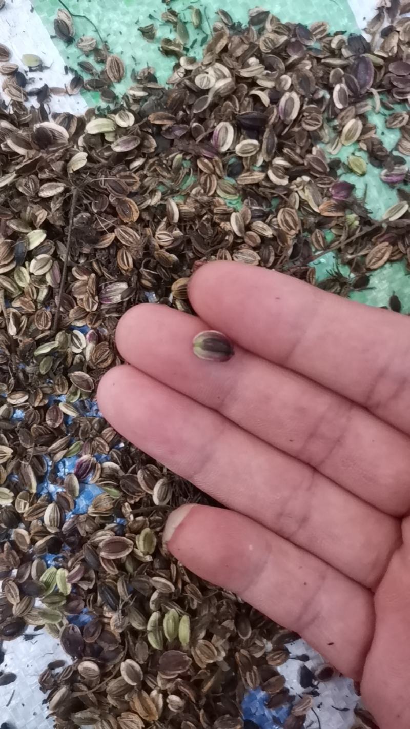 独活种子质量可以保证价格合适