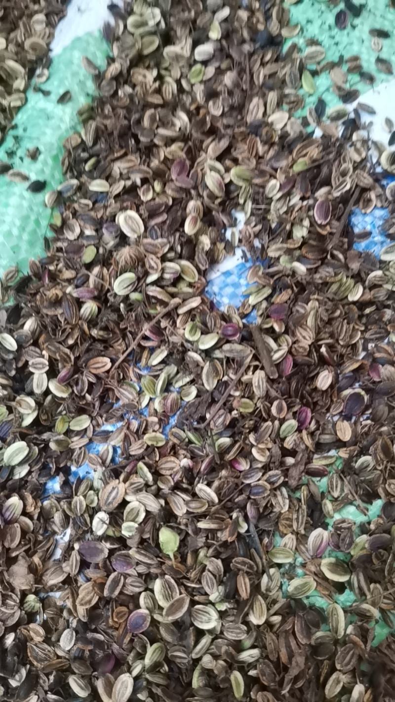 独活种子质量可以保证价格合适