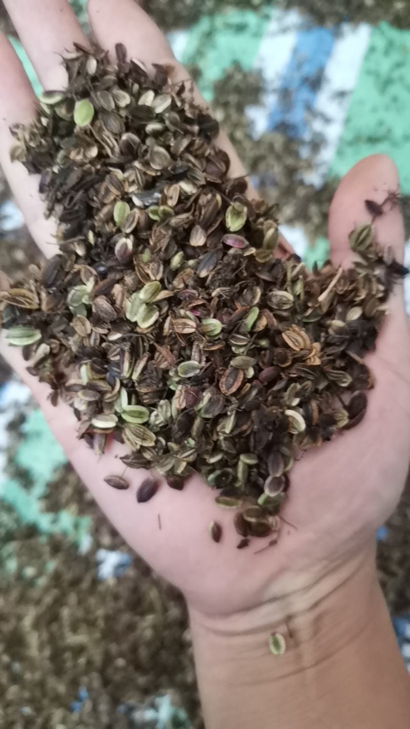 独活种子质量可以保证价格合适